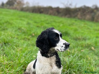 English Springer Spaniel dogs KC Working Springer Spaniel Puppies - Advert 6