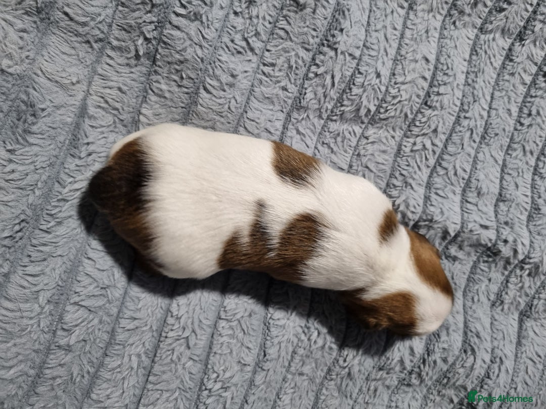 Jack Russell dogs for sale: Jack Russell X Shih Tzu Puppies - Advert 25