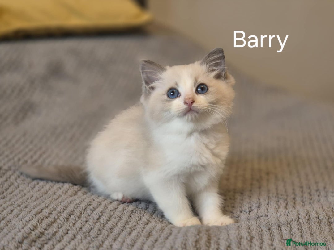 Ragdoll cats for sale: 1 Male Tica Registered Available. Ready Now - Advert 5