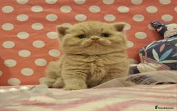 British Shorthair cats for sale: Tica registered British Shorthair kittens Champion - Image 21