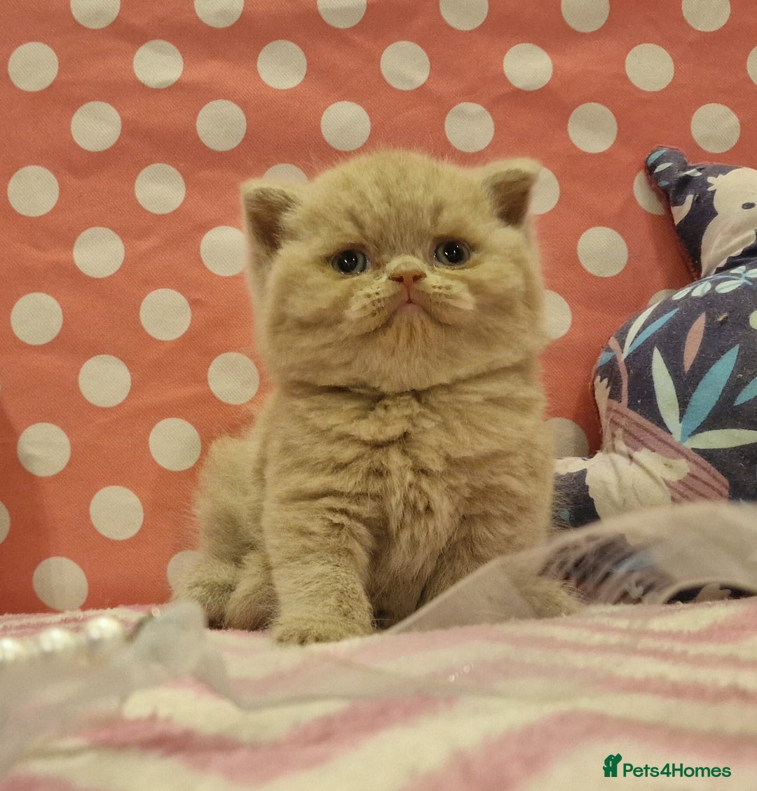 British Shorthair cats for sale: Tica registered British Shorthair kittens Champion - Image 21