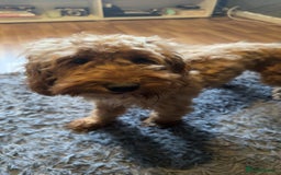 Cockapoo dogs for sale: Nova the Cockapoo  - Image 2