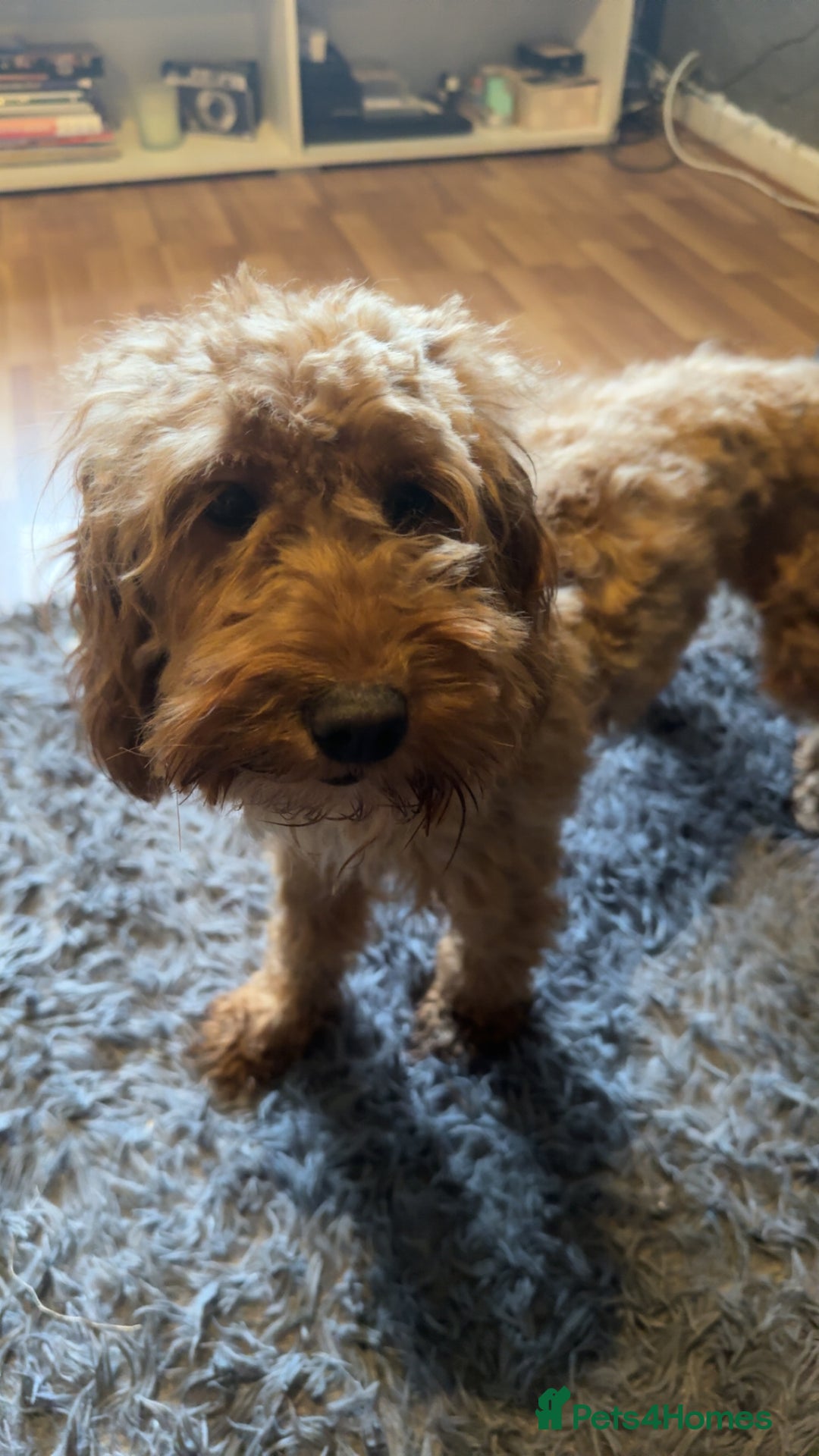 Cockapoo dogs for sale: Nova the Cockapoo  - Image 2