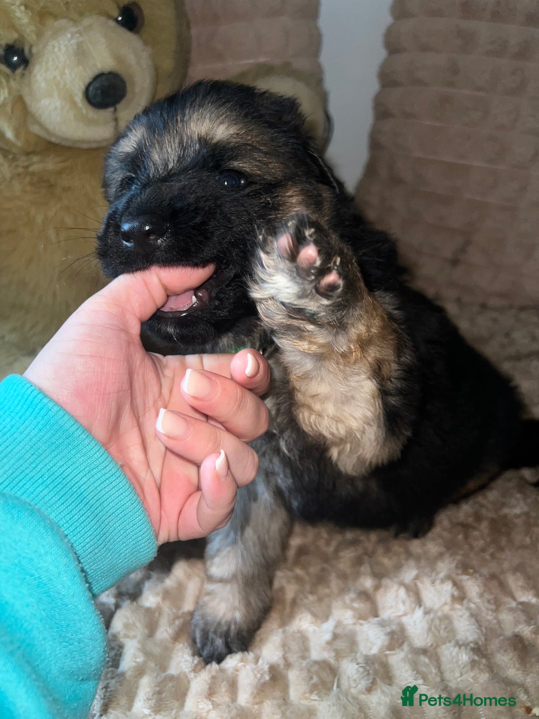 German Shepherd dogs for sale: 🏆quality KC registered long haired GSD pups🏆 - Image 20