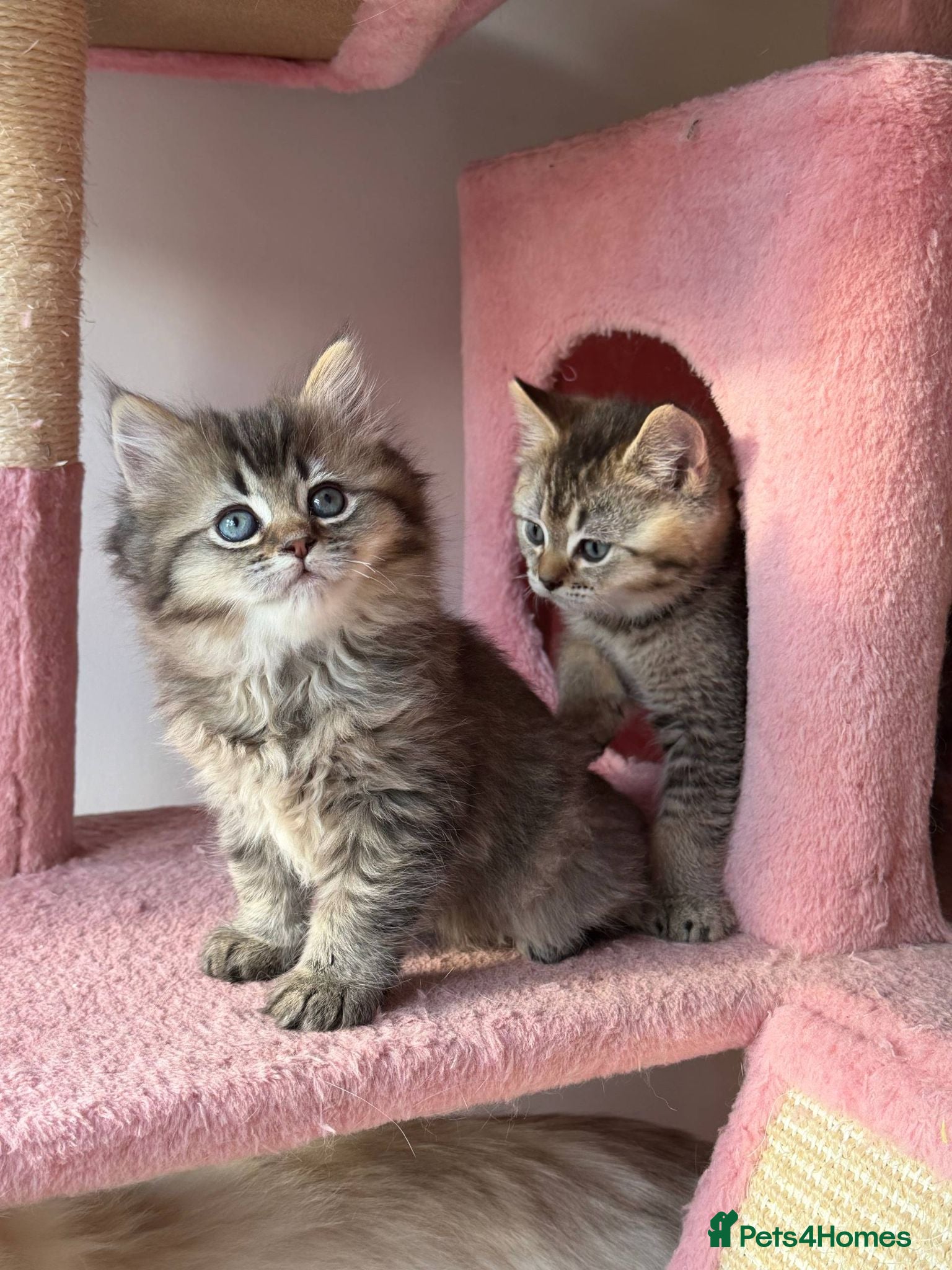 British Longhair cats 5 kittens ready for new family negotiate available - Advert 2