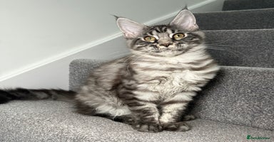 Maine Coon cats - Advert 2