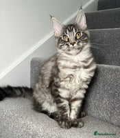 Maine Coon cats - Advert 2