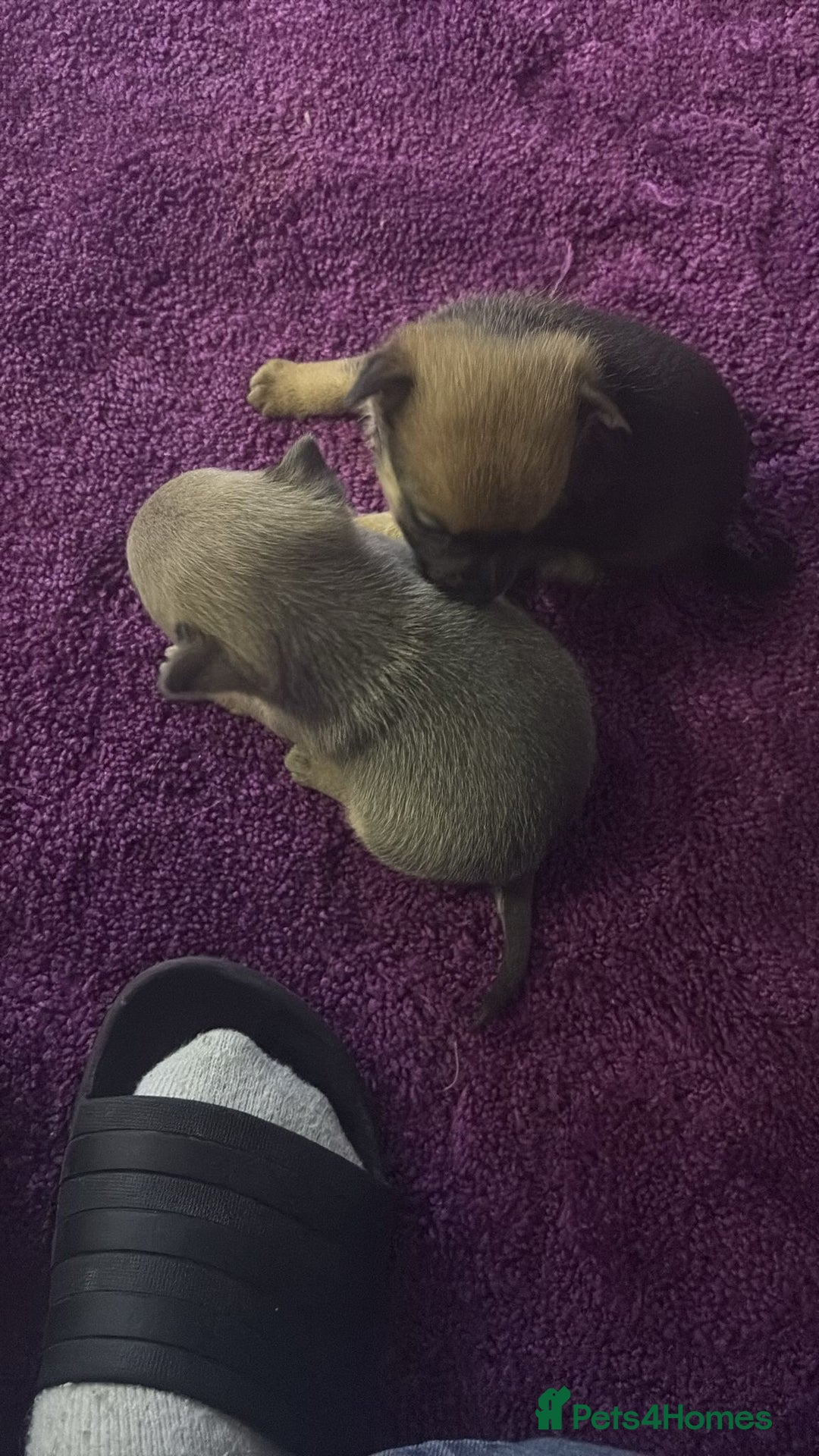 Pomchi dogs for sale: Hi for sale is my 2 beautiful pomchi puppies  - Advert 1