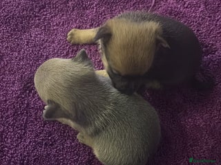 Pomchi dogs Hi for sale is my 2 beautiful pomchi puppies - Advert 6