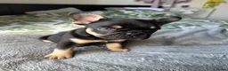 French Bulldog dogs for sale: Last Pedigree Frenchie in Ilford - Advert 4