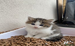 RagaMuffin cats for sale: Beautiful ragdoll x kittens 1 LEFT READY NOW - Image 34