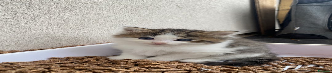 RagaMuffin Kitten 1