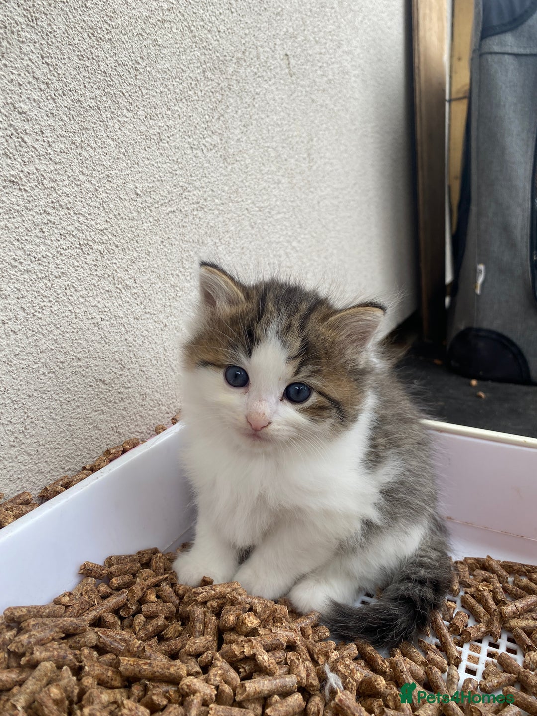 RagaMuffin cats for sale: Beautiful ragdoll x kittens 1 LEFT READY NOW - Image 34