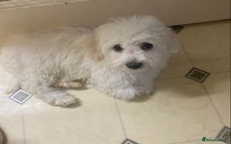 Maltese dogs for sale: Stunning Purebred Maltese Boys Puppies  - Image 12
