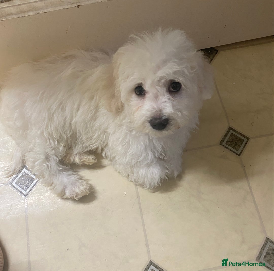 Maltese dogs for sale: Stunning Purebred Maltese Boys Puppies  - Image 12
