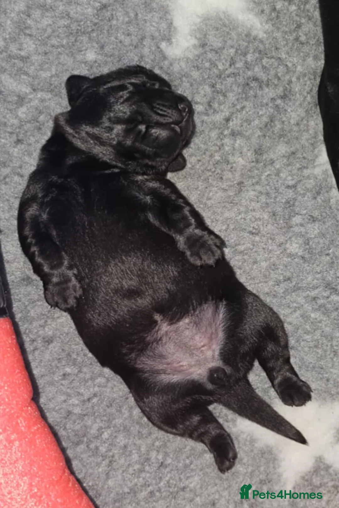 Labrador Retriever dogs for sale: KC registered labrador puppies  in York - Advert 2