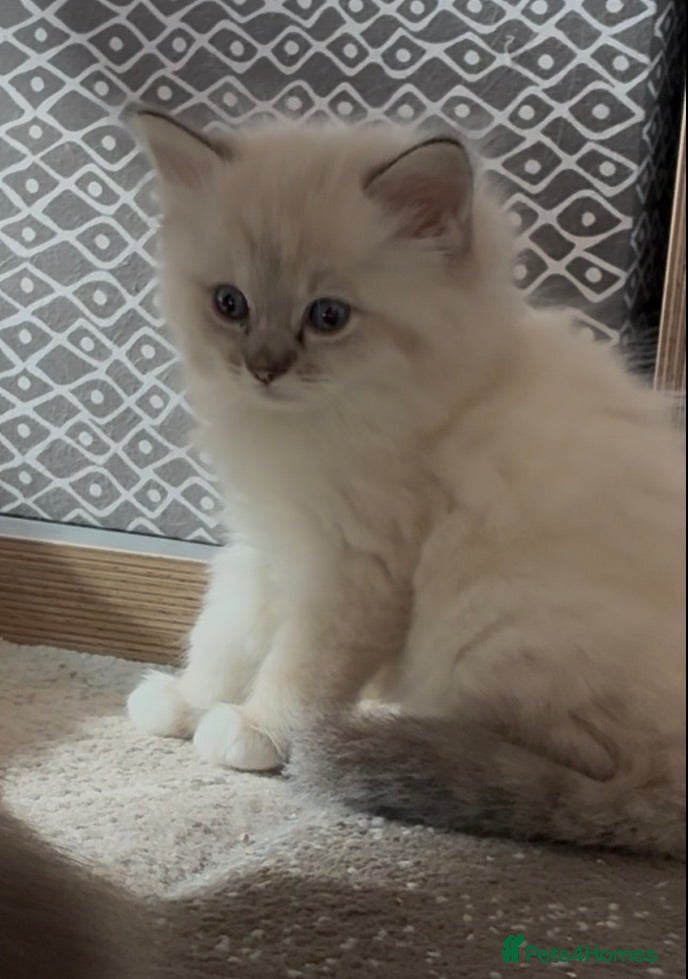 Ragdoll cats Amazing Ragdoall kittens - Advert 12
