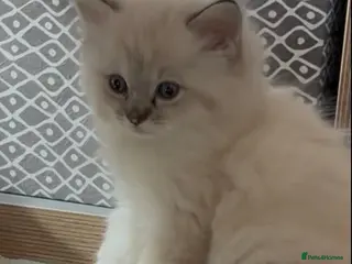 Ragdoll cats Amazing Ragdoall kittens - Advert 1