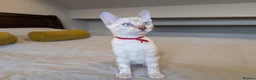 Bengal cats for sale: 🤍🩶 GORGEOUS BENGAL KITTENS 🩶🤍 - Advert 8
