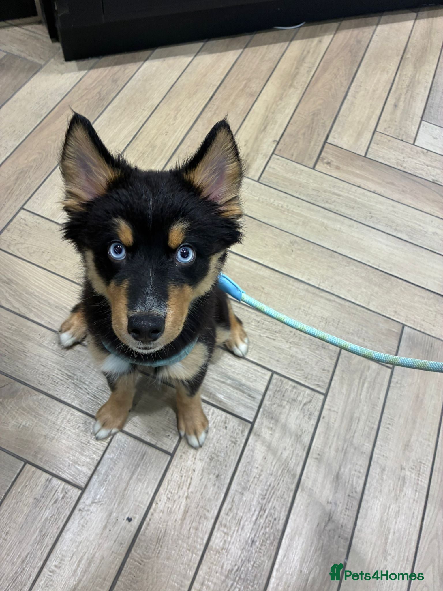 Pomsky dogs TIMBER AND LUNA POMSKIES BLUE EYES BLACK AND TAN  - Advert 14