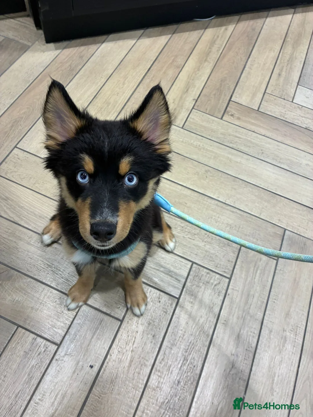 Pomsky dogs for sale: Skye and Sahara  - Advert 2