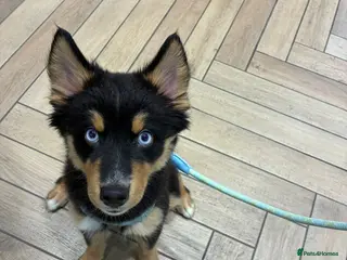 Pomsky dogs TIMBER AND LUNA POMSKIES BLUE EYES BLACK AND TAN - Advert 1