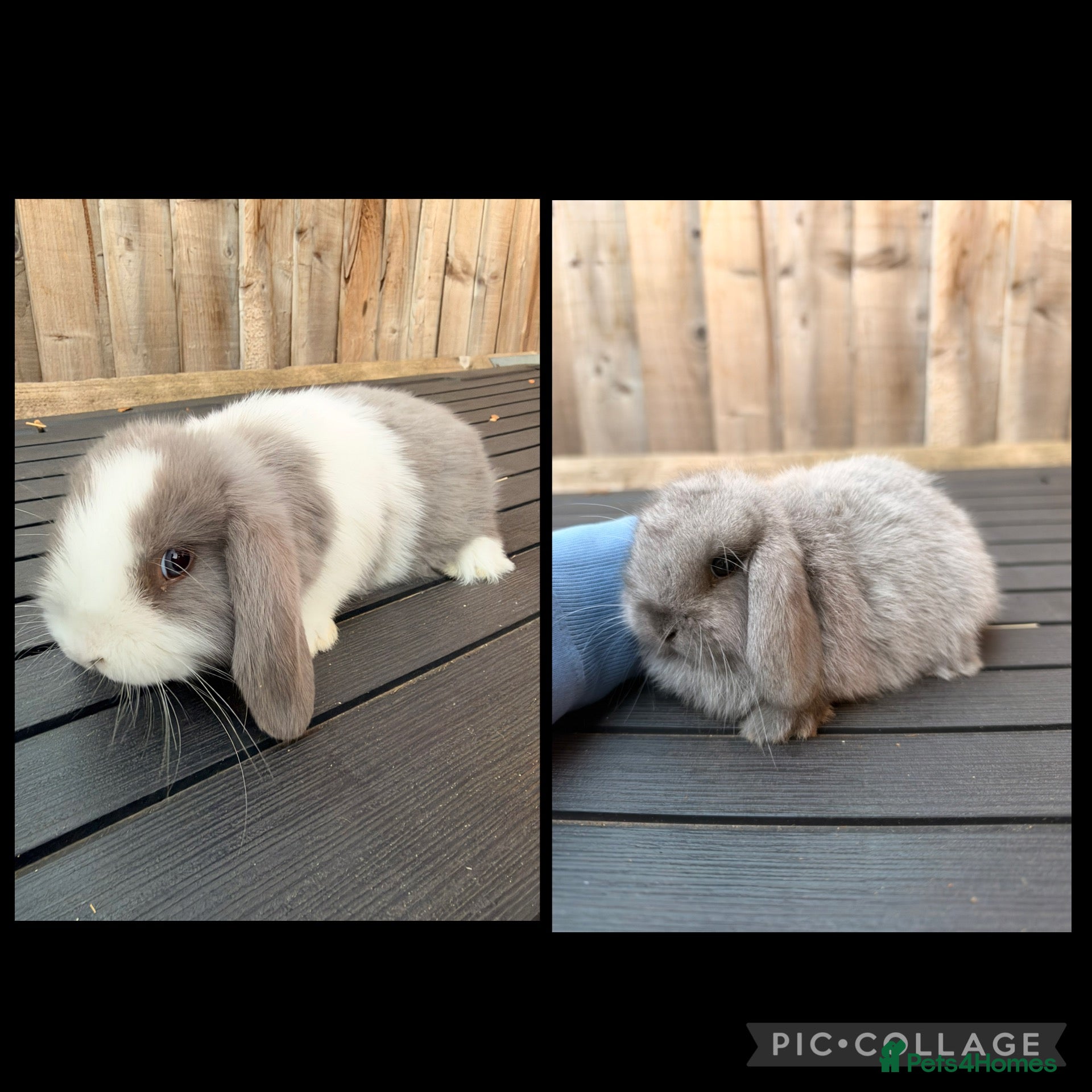 Mini Lop rabbits Mini Lop male and female bunnies for forever homes - Advert 15
