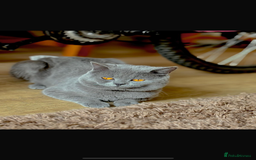 British Shorthair cats for sale: Lovely British blue boy  - Image 2