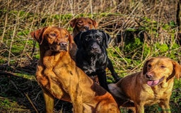 Mixed Breed dogs for sale: Labrador X German Wire Haired Pointer  - Image 9