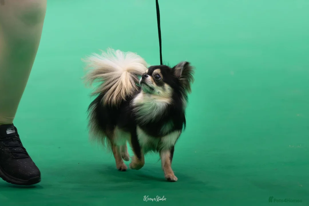 Gallery Image {{count}}