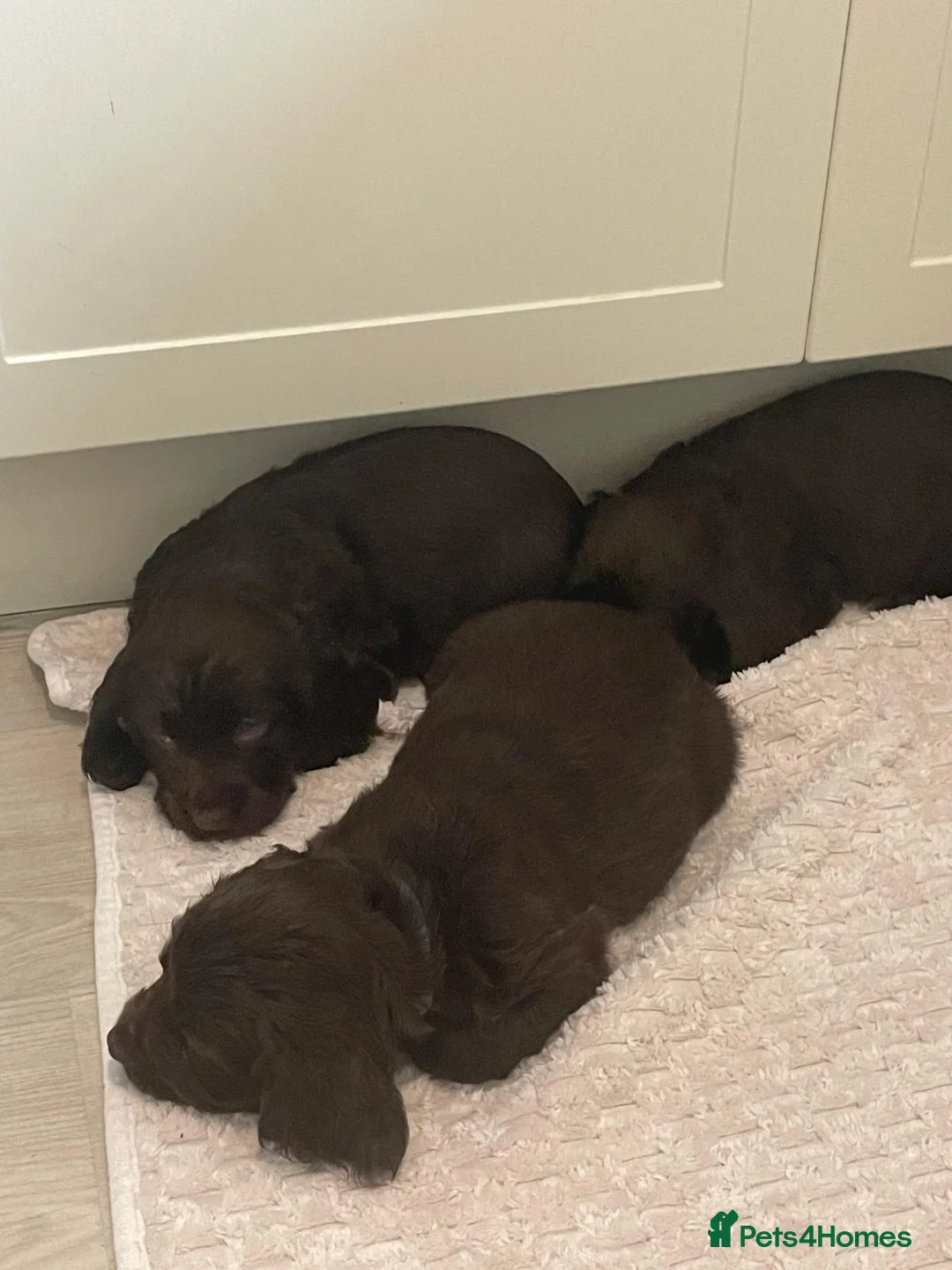Sprocker dogs for sale: A beautiful litter docked Sprocker Spaniel puppies - Advert 10