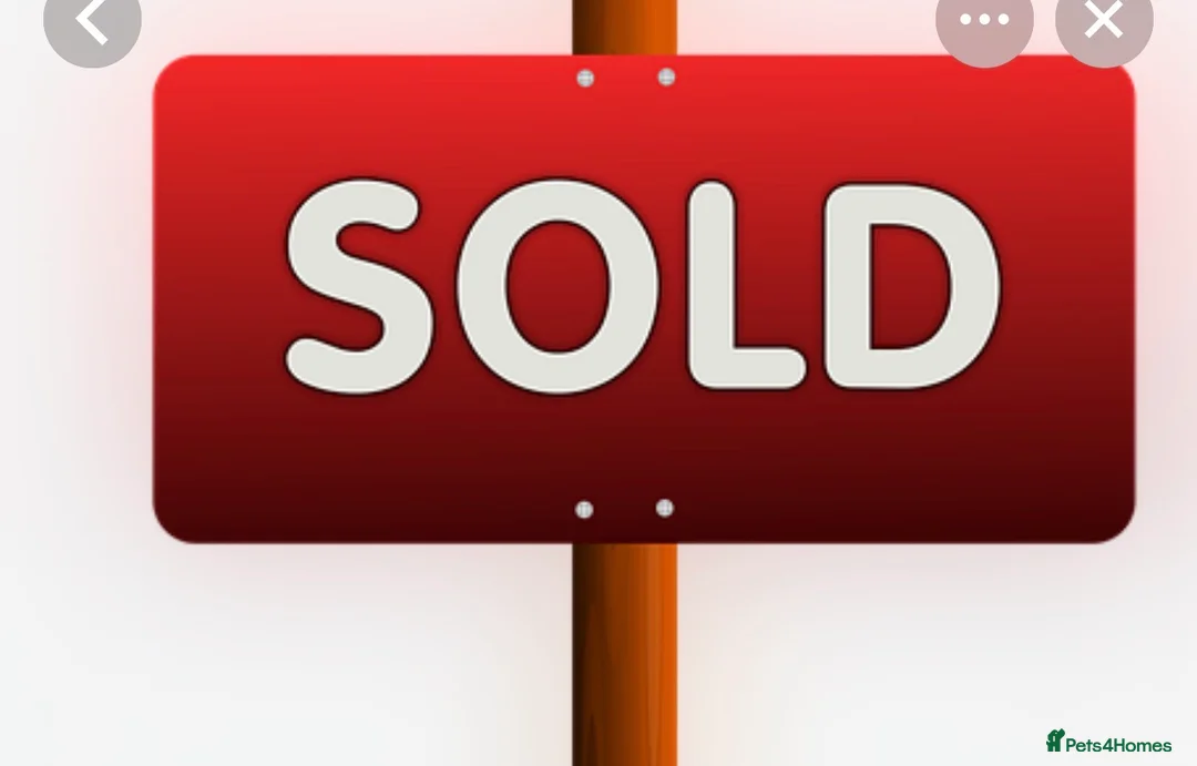 Parson Russell dogs for sale: Parson Pup - Advert 18