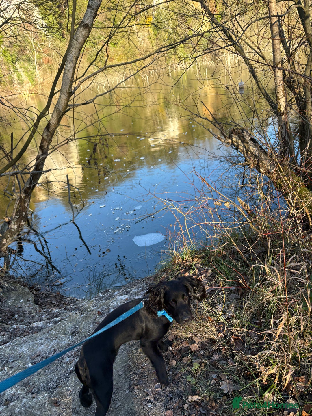 Cocker Spaniel dogs for sale: Working cocker spaniel  - Advert 10