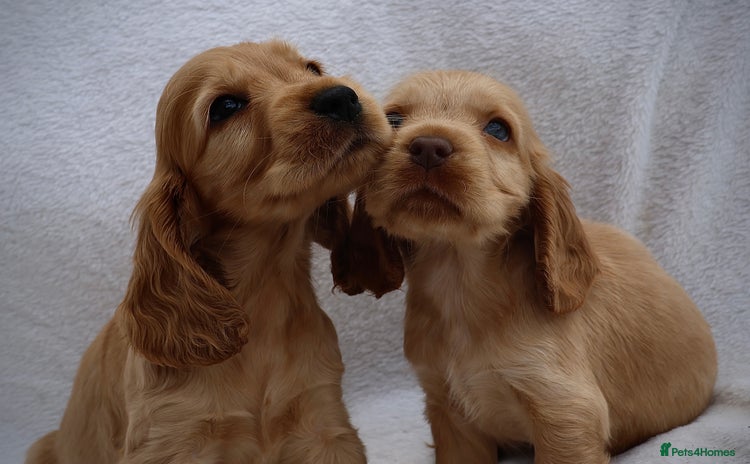 Cocker Spaniel dogs - Advert 6