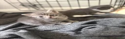 British Shorthair cats for sale: 2 kittens for sale 1male 1 female  - Advert 13