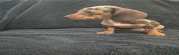 Miniature Dachshund dogs for sale: Miniature Dachshund READY NOW - Advert 36