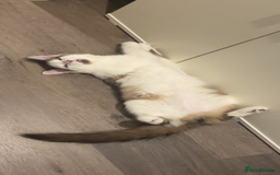 Turkish Van cats for sale: He just needs a loving home  - Image 1