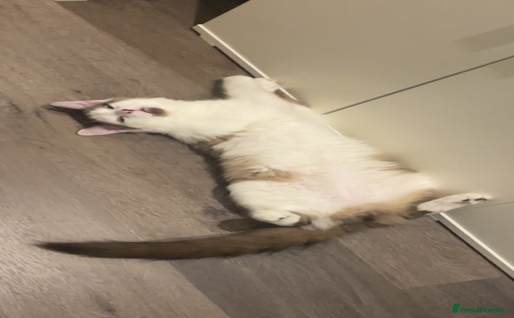 Turkish Van cats - Advert 1