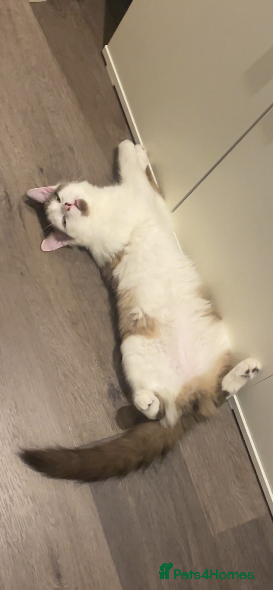 Turkish Van cats for sale: He just needs a loving home  - Image 1