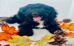 Cockapoo dogs for sale: 🐾 Beautiful Cockapoo Puppy – 1 girl  - Advert 5