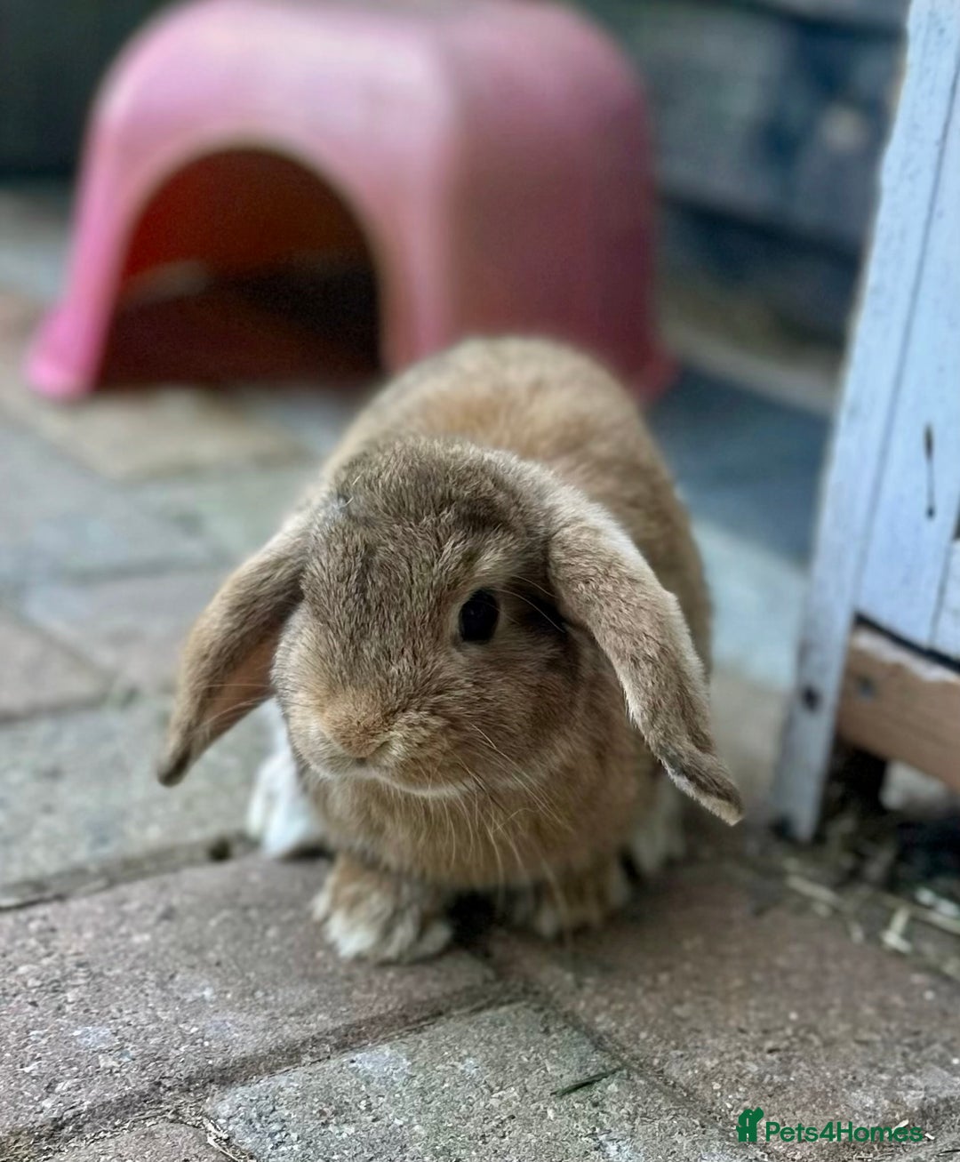 Mini Lop rabbits for sale: 4 x Beautiful Mini Lops for sale - Image 2