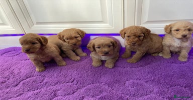 Cockapoo dogs - Advert 2