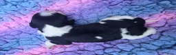 English Springer Spaniel dogs for sale: KC Homebred Health Tested Vet Social Pups 🩷 - Advert 13
