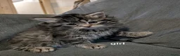 Mixed Breed cats for sale: 4 beautiful kittens  - Advert 5