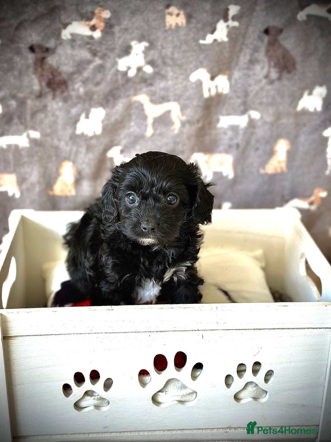 Cavachon dogs for sale: Cavapoochon pups for sale - Advert 5