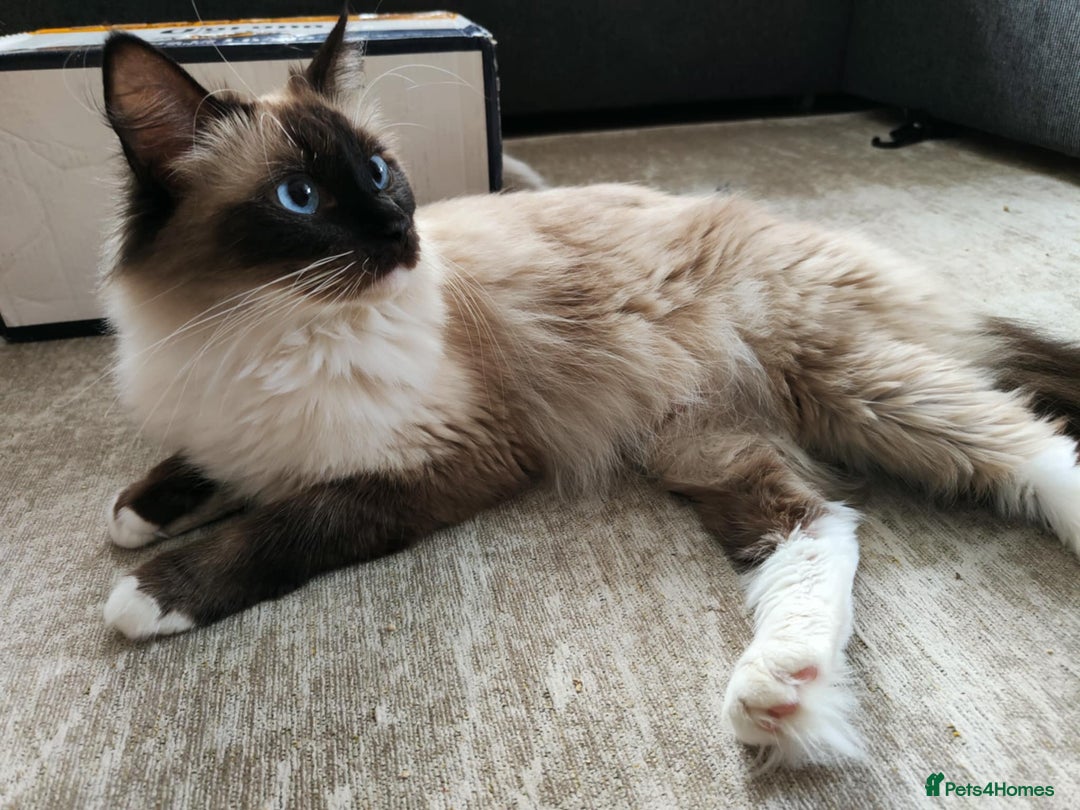 Ragdoll cats for sale: Beautiful Ragdol babies ready to leave  - Image 9