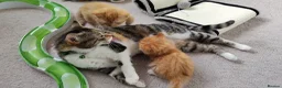Mixed Breed cats for sale: Ginger male kitten - Advert 2