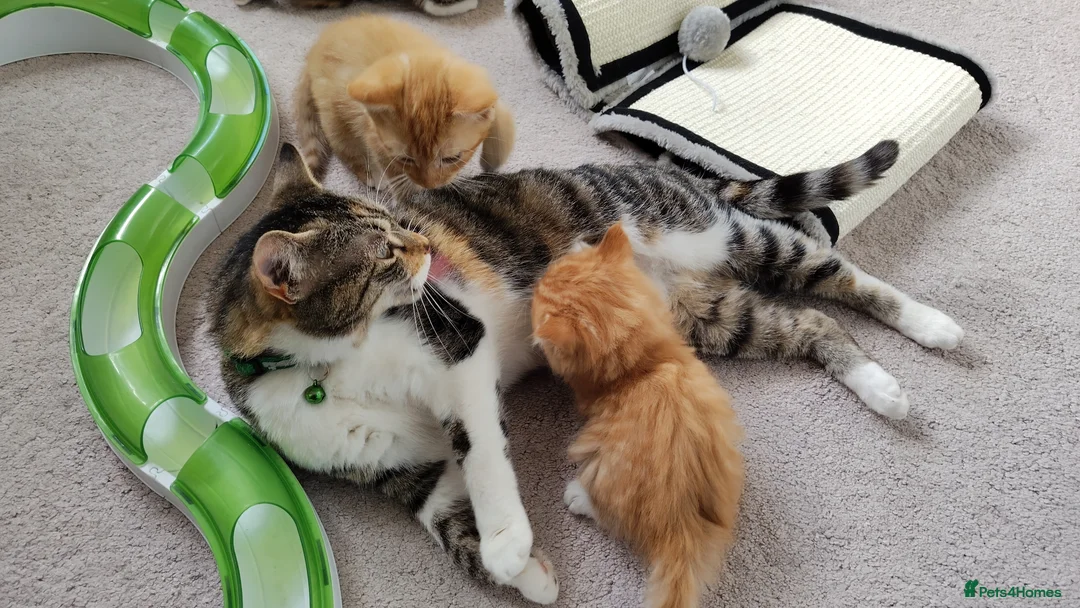Mixed Breed cats for sale: Ginger male kitten - Advert 2
