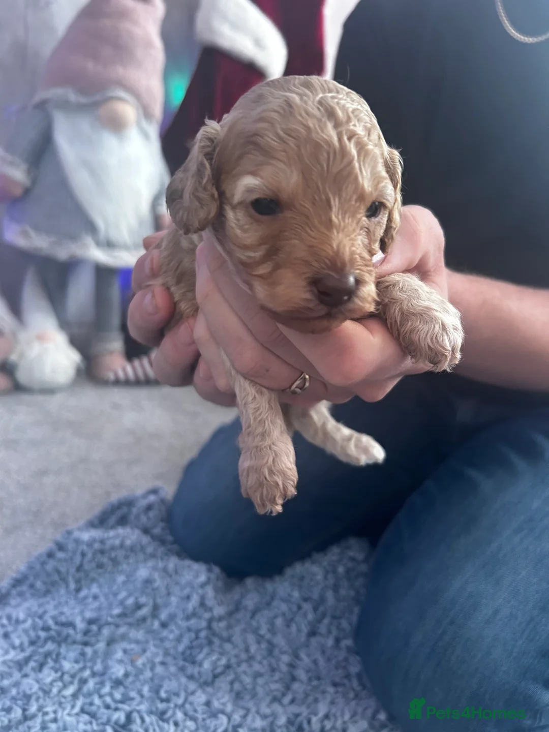 Cockapoo dogs for sale: Beautiful Cockapoo puppies  - Advert 6