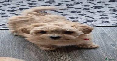 Maltipoo dogs F1 Maltipoo puppies 🐶 Just 2 girls remaining  - Advert 7